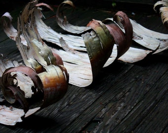 White Birch Bark - Natural Salvaged- DIY Rustic Wedding Decor- BB11