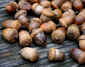 Acorns Large with Caps - Autumn crafts, decorations, DIY Rustic Wedding supplies- Vase Filler- Clean & dried- Best acorns