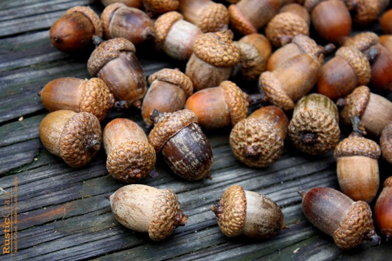Acorns Large with Caps - Autumn crafts, decorations, DIY Rustic Wedding  supplies- Vase Filler- Clean & dried- Best acorns — Rusticcraft Designs