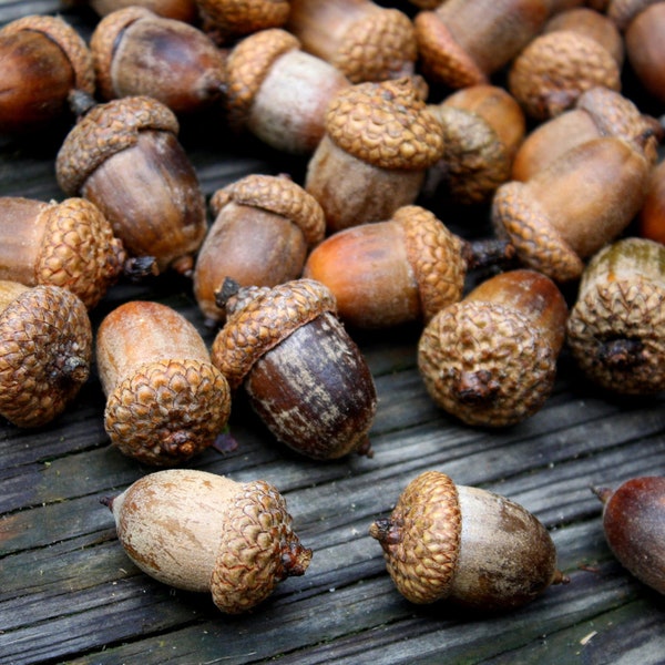 Acorns Large with Caps - Autumn crafts, decorations, DIY Rustic Wedding supplies- Vase Filler- Clean & dried- Best acorns