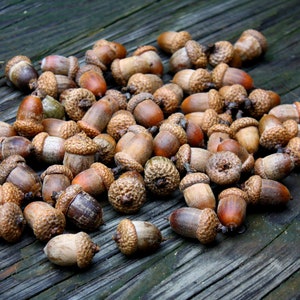 Acorns Large with Caps Autumn crafts, decorations, DIY Rustic Wedding supplies Vase Filler Clean & dried Best acorns image 4