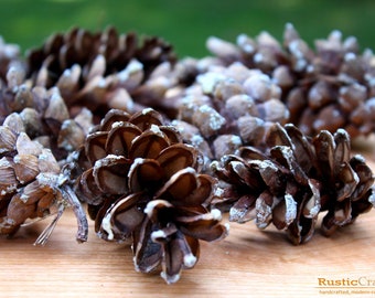 Medium-Large Pine Cones- Autumn crafts, fall decorations, DIY Rustic Wedding supplies