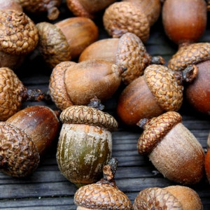 Acorns Large with Caps Autumn crafts, decorations, DIY Rustic Wedding supplies Vase Filler Clean & dried Best acorns image 2