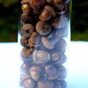 Acorns Large with Caps Autumn crafts, decorations, DIY Rustic Wedding supplies Vase Filler Clean & dried Best acorns image 9