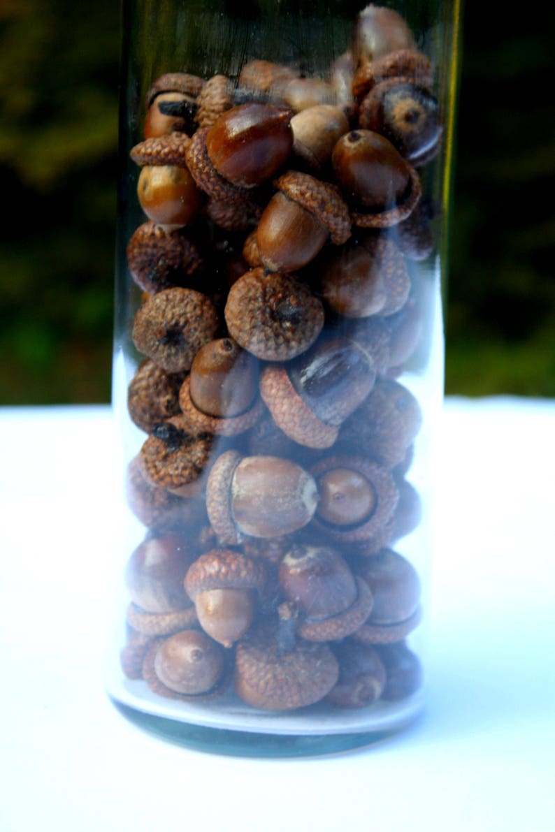 Acorns Large with Caps Autumn crafts, decorations, DIY Rustic Wedding supplies Vase Filler Clean & dried Best acorns image 9