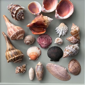 May include: A collection of various seashells in shades of brown, tan, pink, orange, white, and black. The assortment includes spiral conch shells, fan-shaped bivalves, and smooth oval shells, all displayed together in a scattered arrangement.