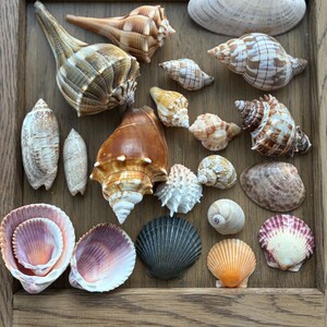 May include: A collection of various seashells in shades of brown, white, gray, orange, and purple. The assortment includes spiral conch shells, bivalve clams, and fan-shaped scallop shells, all displayed together in a rectangular wooden frame.