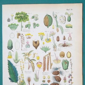 BOTANY Trees Larch Walnut Hazelnut Oak Chestnut Spurge - 1845 COLOR Hand Colored H/C Botanical Antique Print