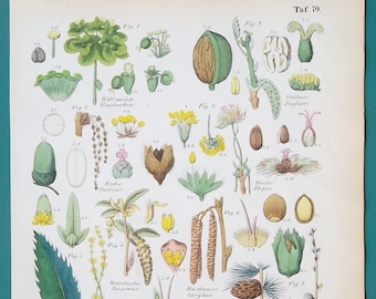 BOTANY Trees Larch Walnut Hazelnut Oak Chestnut Spurge - 1845 COLOR Hand Colored H/C Botanical Antique Print