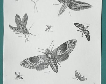 HAWK MOTHS Entomology Order Lepidoptera Genus Sphix - 1820 Antique Print Engraving by Abraham Rees