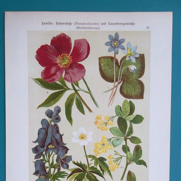 MEDICINAL Plants Flowers Monkshood Peony Barberry Anemone Liverwort - 1896 COLOR Botanical Lithograph Print