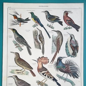 BIRDS Ornithology Honey Eater Hummingbird Hoopoe Woodpecker Warbler Honeysucker Upupa- 1843 COLOR Original Antique Print by Prof. Oken