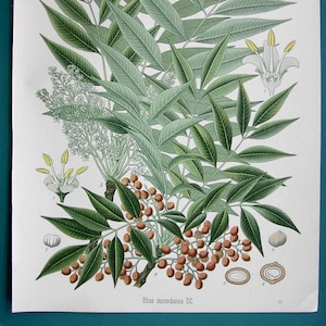 MEDICINAL PLANTS Japanese Wax Tree Rhus Succedanea Flowers - 1883 COLOR Litho Antique Botanical Print