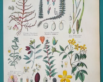 1869 Canna Lily Jasmine Water Starwort Horsetail Salicornia Vintage Aquatic Plants Antique Botanical Chart Print Authentic Framable Art Prints Art Collectibles Vadel Com