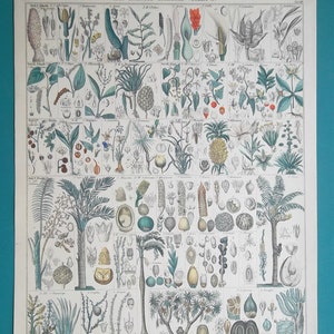 May include: A vintage botanical illustration depicting various types of palm trees and their fruits. The image is divided into a grid of 36 squares, each showcasing a different species. The illustration is in shades of green, brown, and white, with detailed drawings of the plants and their parts.