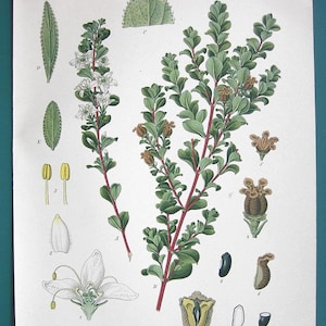 MEDICINAL PLANTS Barosma Betulina Short Buchu Bucco - 1883 COLOR Litho Antique Botanical Print