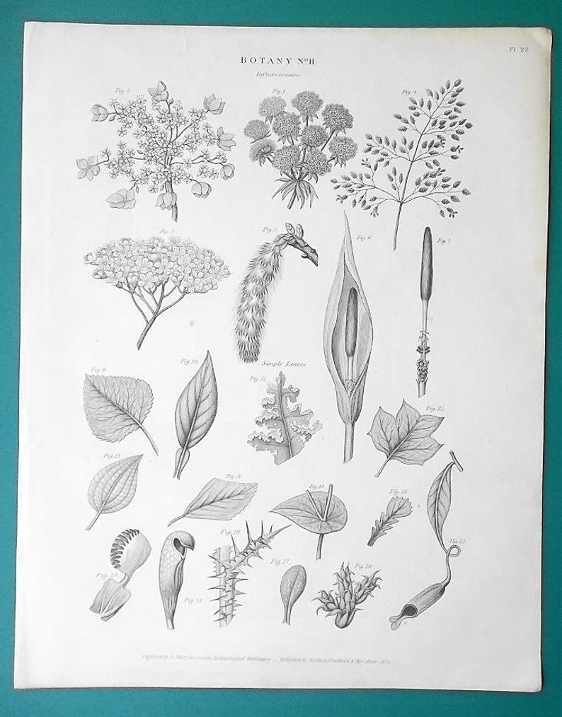 BOTANY Plants Types of Inflorescence Flowers Clusters Etsy