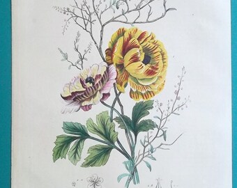 BUTTRERCUP FLOWER -  COLOR 1839 Hand Colored Original Print