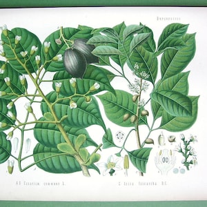 Op de afbeelding: Botanische illustratie van een plant met groene bladeren, witte bloemen en donkergrijze vruchten. De afbeelding bevat gedetailleerde tekeningen van de plantendelen, gelabeld met wetenschappelijke namen. De stijl is vintage.