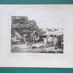May include: An antique black and white print depicting a pastoral scene with various animals, including deer, horses, and cattle, near a body of water. The print is titled "Pang-Turned Physciap".