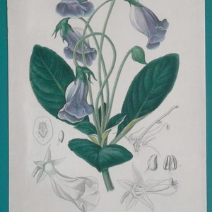 VIOLET GLOXINIA Flower G. Caulescens Botany Plant - 1849 Color Botanical Print Hand-colored