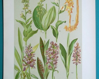 FIELD FLOWERS Helleborine Soldier Spotted & Bird's Nest Orchid - 1896 COLOR Botanical Lithograph Print