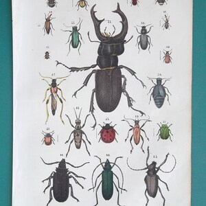 May include: A vintage illustration of various beetles, including a large stag beetle, a ladybug, and a green beetle. The illustration is printed on a white background and features numbers and labels for each beetle.
