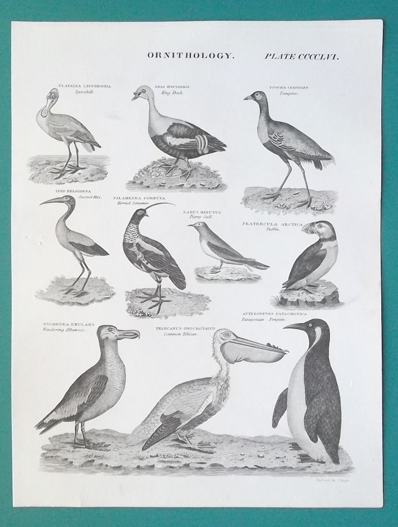 BIRDS Ornithology Spoonbill King Duck Ibis Trumpeter Gull Puffin Albatros Screamer Pelican Penguin 1822 Antique Print Engraving