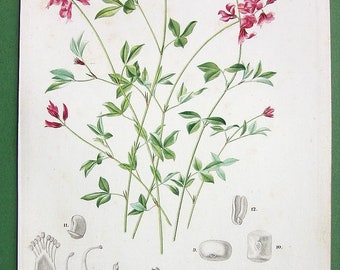 MEDICINAL PLANTS Flowers Trailing Indigo   Indigofera procumbens - 1849 Color Botanical Print