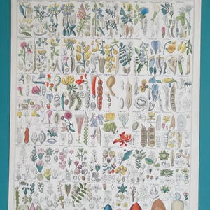 May include: A vintage botanical print featuring detailed illustrations of various plant species. The print showcases a variety of colorful flowers, pods, and seeds, with each specimen meticulously drawn and labeled. The print is a vibrant display of botanical diversity.