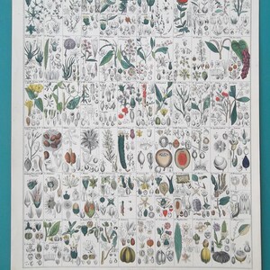 May include: A vintage botanical print featuring numerous detailed illustrations of various plants and their parts. The print is arranged in a grid format, showcasing a variety of plant species with vibrant colors and intricate details. The text "Nuss-Pflanzen. (Classe XIII)" is visible.