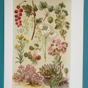 MEDICINAL Plants Flowers Red Currant Gooseberry Saxifrage Houseleek - 1896 COLOR Botanical Lithograph Print