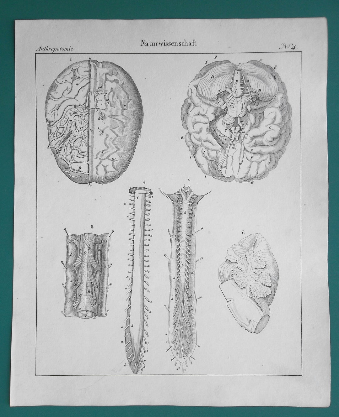 HUMAN ANATOMY Brain Spine - 1828 Intaglio Print Engraving - Etsy