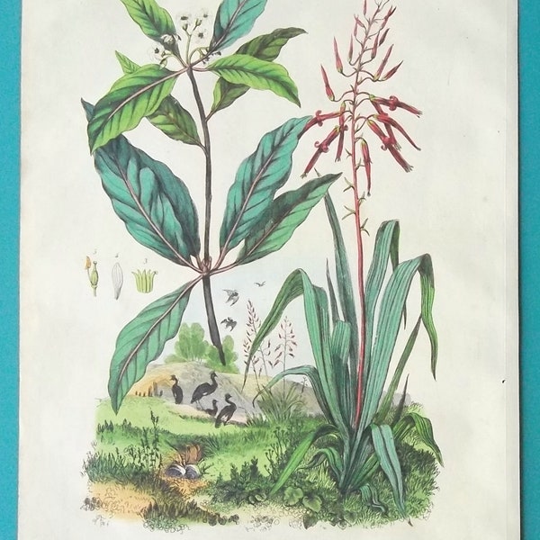 NATURAL HISTORY Botany False Pineapple Pitcairnia Cheesewood -  COLOR 1839 Hand Colored Original Print