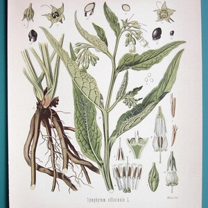 May include: A botanical illustration of Symphytum officinale, also known as comfrey, with detailed drawings of the plant's roots, leaves, flowers, and seeds. The illustration is labeled with scientific names and numbers.