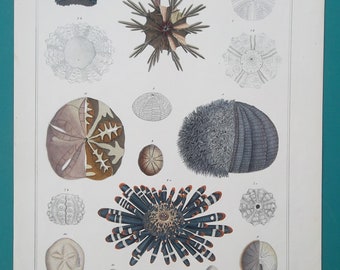 MARINE LIFE Sea Urchins Echinidae Sand Dollar Slate Pencil - 1843 COLOR Original Antique Print by Prof. Oken