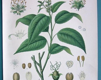 MEDICINAL PLANTS Flowers Purging Croton C. Tiglium - 1883 COLOR Litho Antique Botanical Print