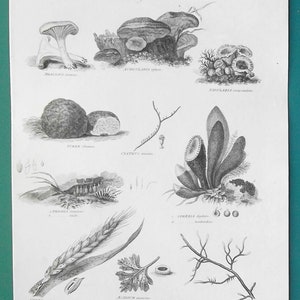 Puede incluir: Ilustración botánica en blanco y negro de varios hongos, con nombres científicos. La imagen presenta dibujos detallados de diferentes especies de setas, incluyendo trufas y grupos.