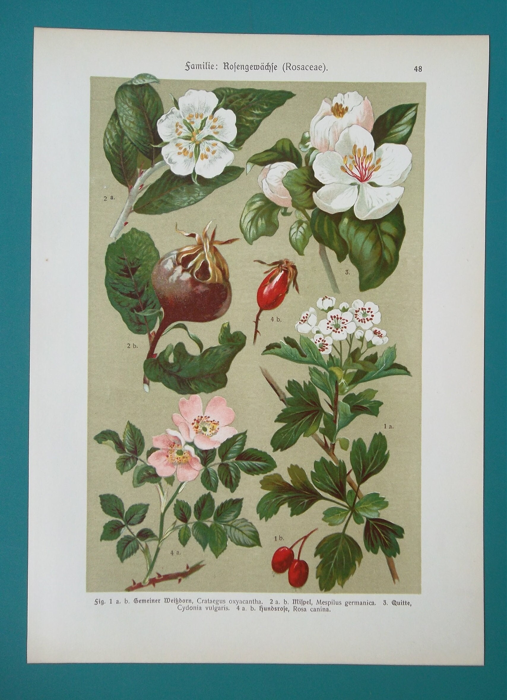MEDICINAL Plants Flowers Quince Medlar Hawthorn Dog Rose - 1896 COLOR Botanical Lithograph Print