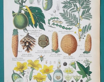 BOTANY Pine Tree Cucumber Spruce Cedar Bryony Breadfruit Cones - 1845 COLOR Hand Colored H/C Botanical Antique Print