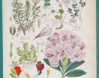 BOTANY Flowers Labrador Tea Star of Bethlehem Rhododendron Lingonberry Bearberry - 1845 COLOR Hand Colored H/C Botanical Antique Print