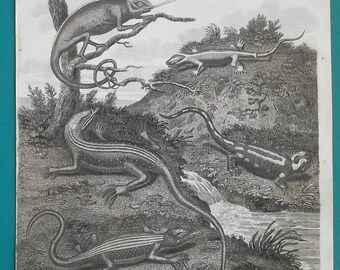 AMPHIBIA Salamander Lacertas Chameleon - 1820 Antique Print Engraving by Abraham Rees