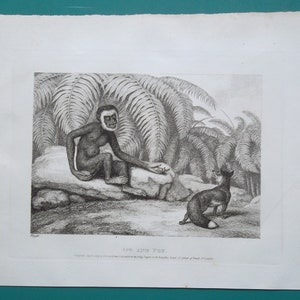 May include: A black and white engraving of an ape sitting on a rock with a fox standing in the background. The ape is looking at the fox and the fox is looking at the ape. The engraving is titled "Ape and Fox".