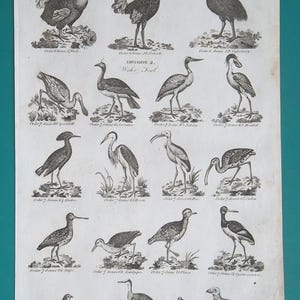Puede incluir: Una lámina ornitológica vintage en blanco y negro con veintidós ilustraciones detalladas de aves dispuestas en filas. El texto incluye Class 2 Birds, Division 1, Order 6 Struthious, Order 7 Waders, The System of Ornithology y Division 2 Water Fowl.