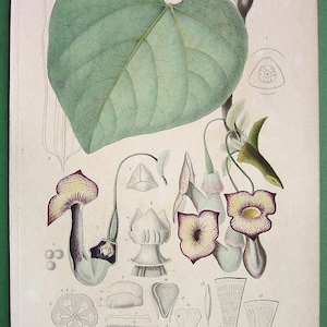 May include: A botanical illustration of Aristolochia Sipho, also known as the Dutchman's Pipe, with detailed drawings of the plant's leaves, flowers, and reproductive parts. The illustration is labelled with numbers and scientific names.