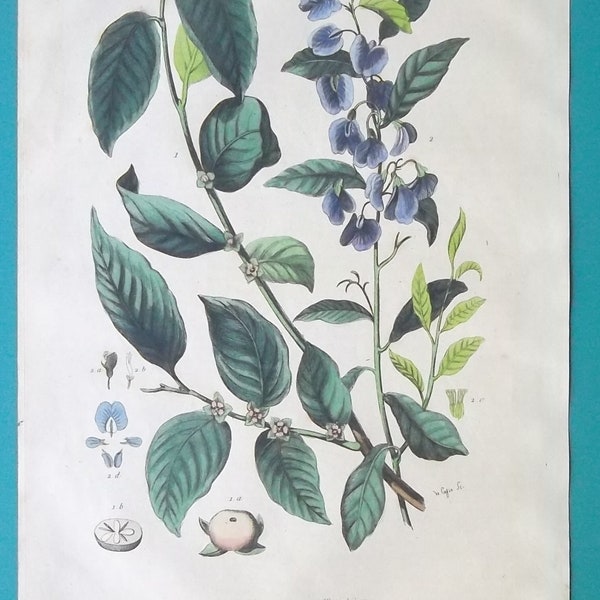 NATURAL HISTORY Botany PersimmonGenus Diospyros Karri Blue Bush -  COLOR 1839 Hand Colored Original Print
