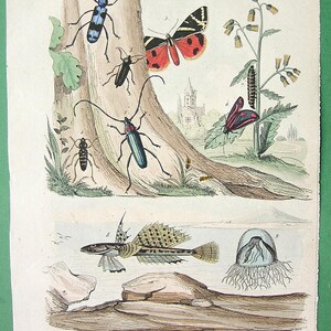 NATURAL HISTORY Beetles Moth Dragonet Fish Poppy Mallow -  COLOR 1839 Hand Colored Original Print