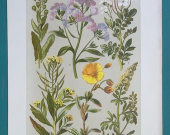 MEDICINAL PLANTS Flowers Sun Rose Mignonette Penny-cress Bitter-cress Dame's Rocket Wallflower - 1896 COLOR Botanical Lithograph Print