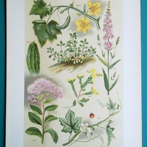 FIELD FLOWERS Red Bryony Stonecrop Willow Herb Orpine Broadleaf - 1896 COLOR Botanical Lithograph Print