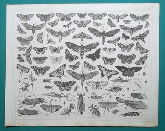 INSECTS Moths Butterflies Silkworms Mantis Cricket Lantern Fly Locust Walking Leaf Cockroach - 1844 SUPERB Original Antique Print